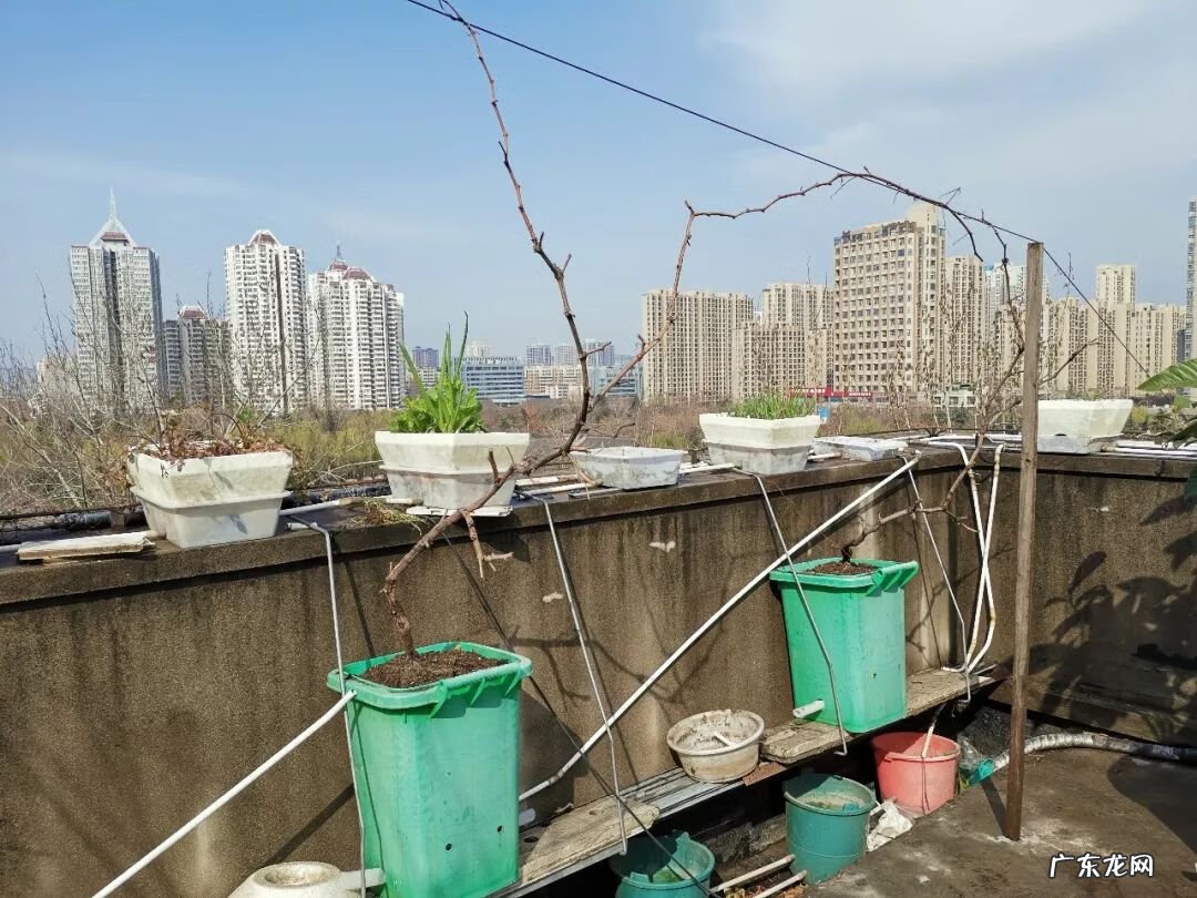 屋顶有树会影响风水吗 楼顶有树 风水