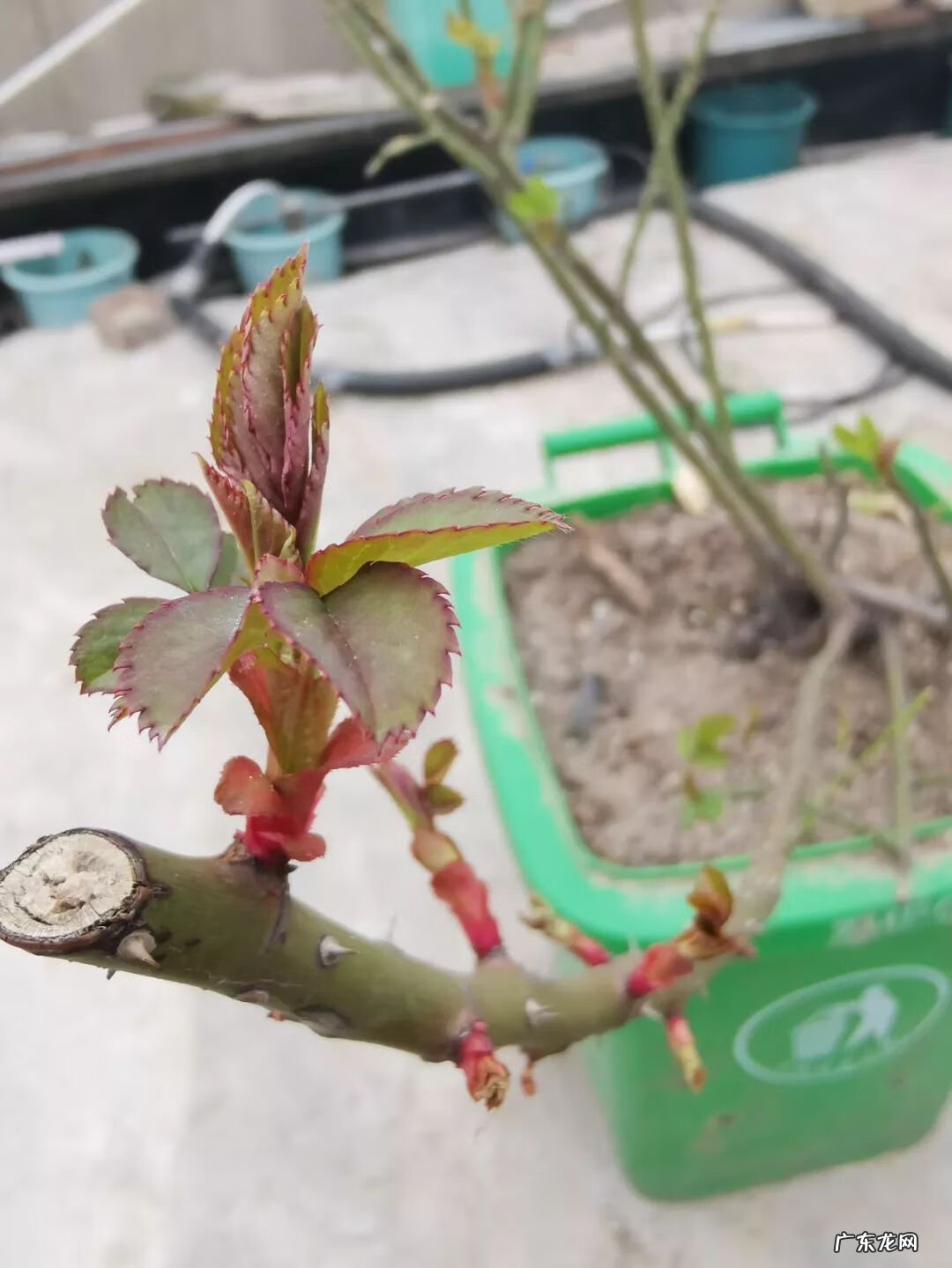 屋顶有树会影响风水吗 楼顶有树 风水