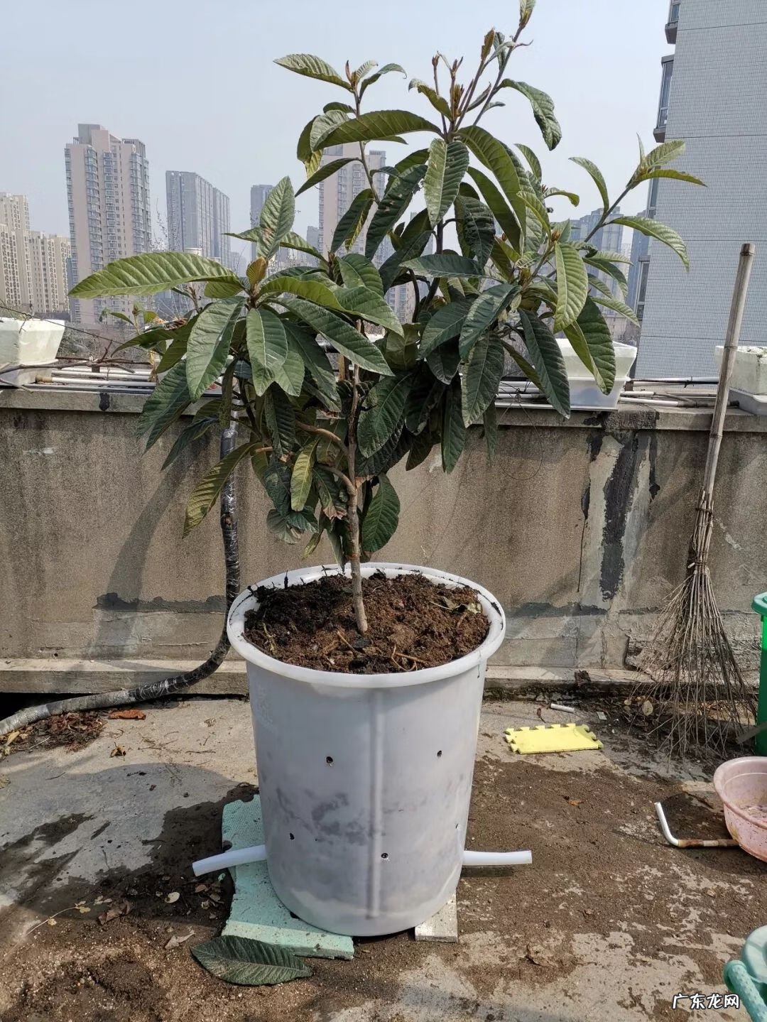 屋顶有树会影响风水吗 楼顶有树 风水