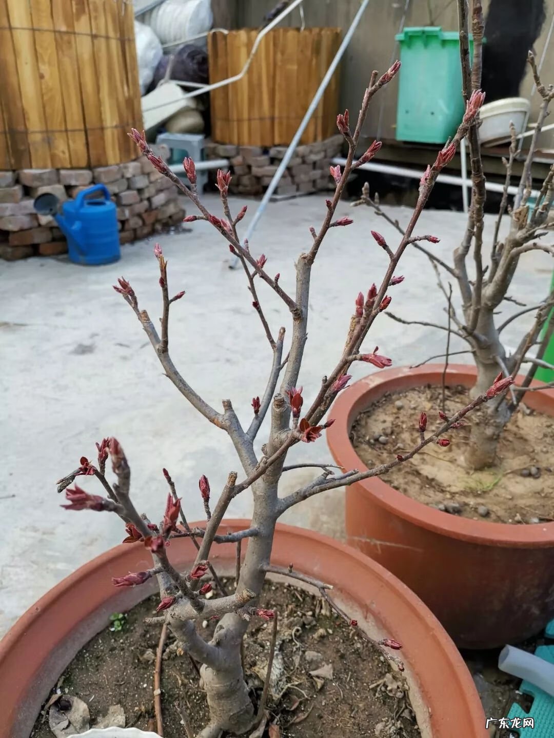 屋顶有树会影响风水吗 楼顶有树 风水