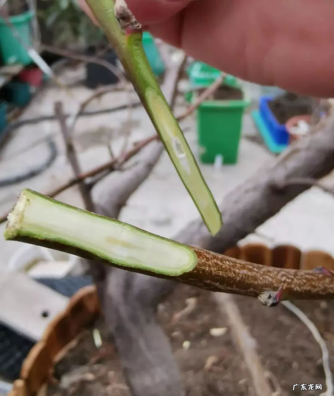屋顶有树会影响风水吗 楼顶有树 风水