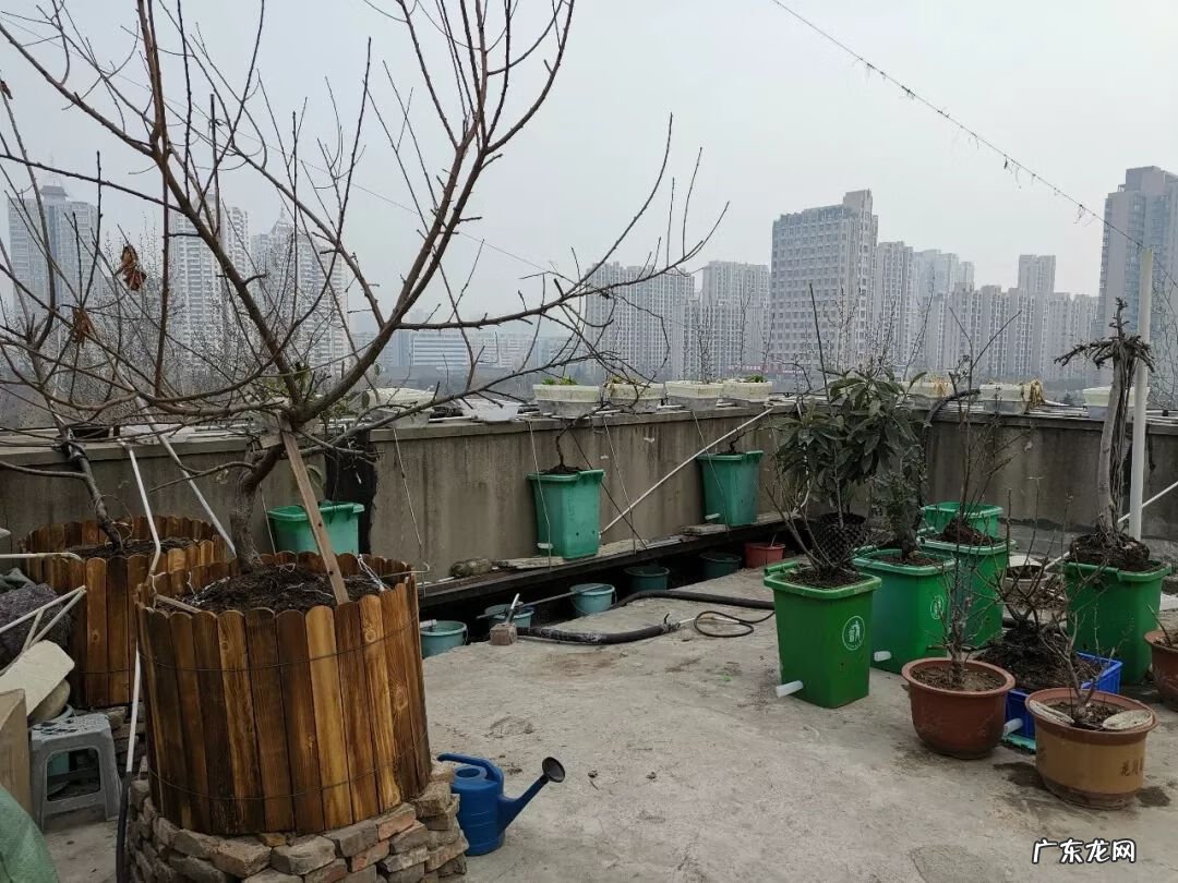 屋顶有树会影响风水吗 楼顶有树 风水