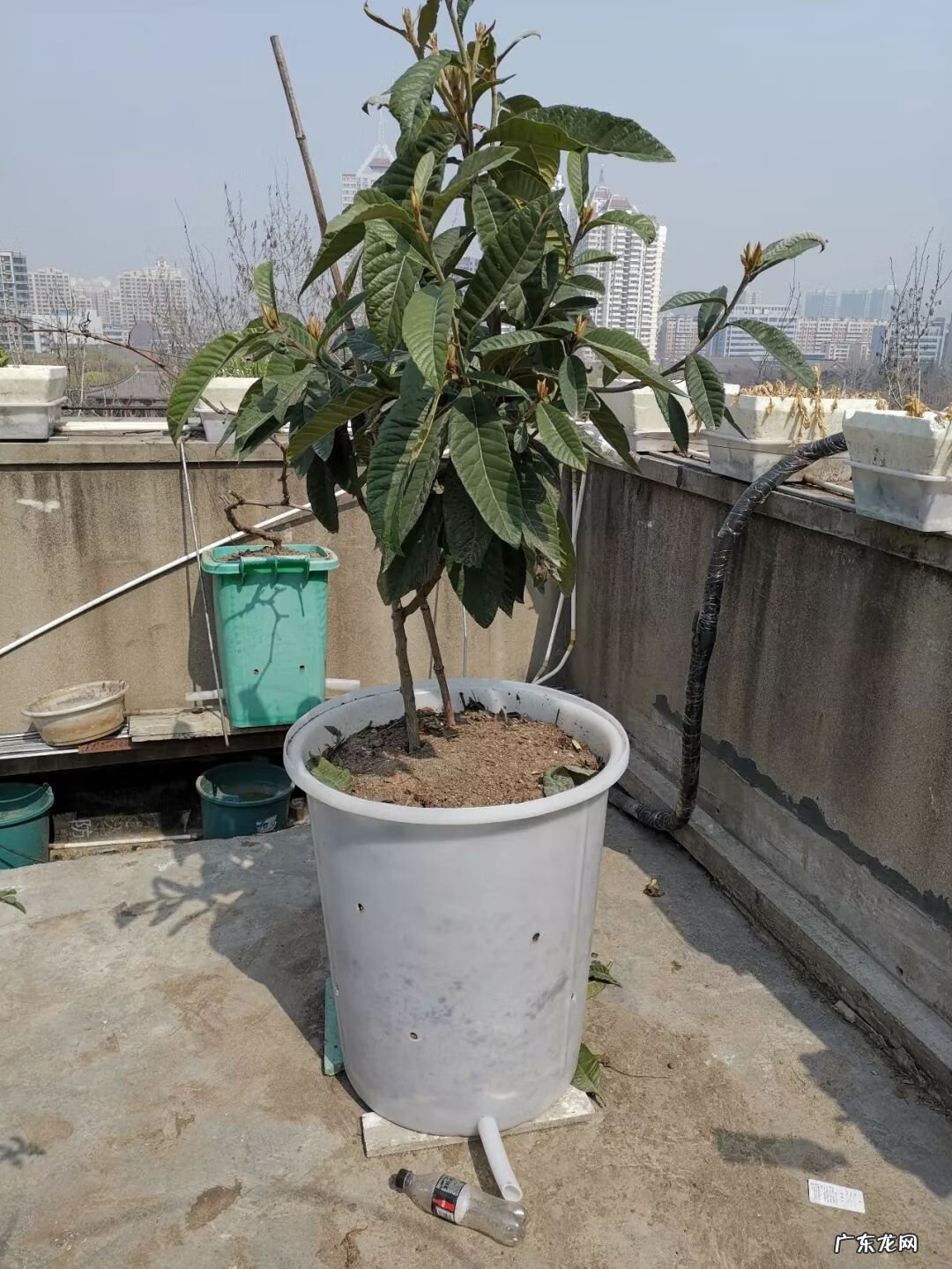 屋顶有树会影响风水吗 楼顶有树 风水