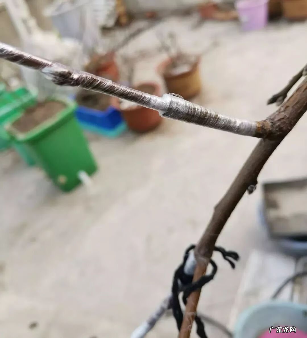 屋顶有树会影响风水吗 楼顶有树 风水