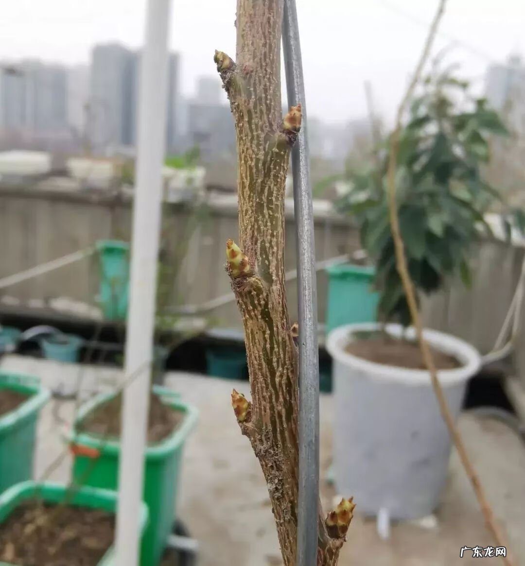 屋顶有树会影响风水吗 楼顶有树 风水