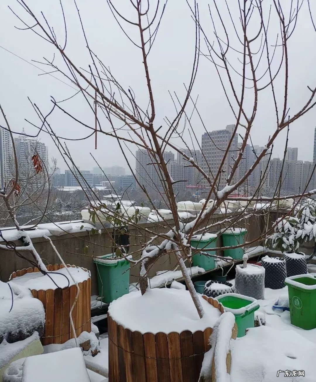 屋顶有树会影响风水吗 楼顶有树 风水