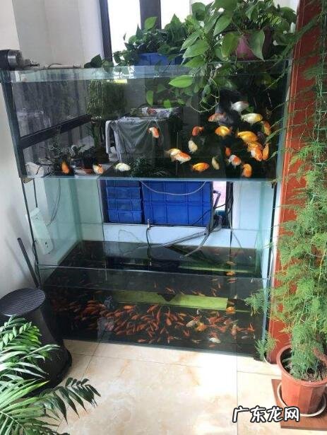 家里怎么放鱼缸风水好 家里风水鱼缸的摆放方位