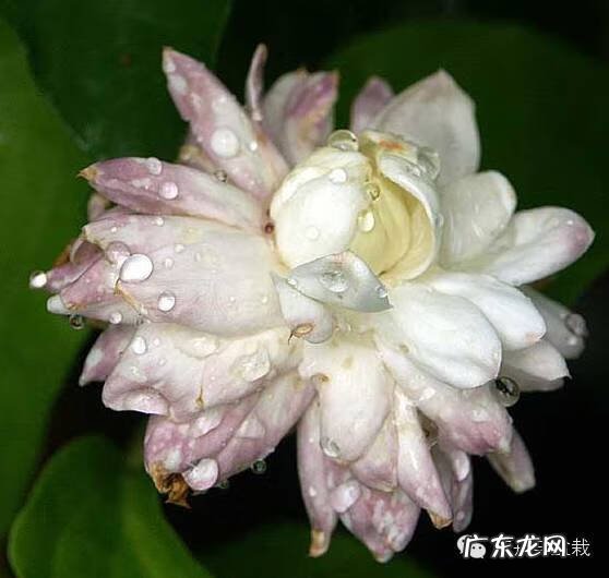 灰莉是风水植物 灰莉能水培的植物