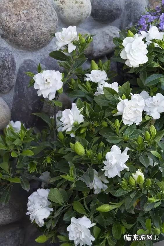 灰莉是风水植物 灰莉能水培的植物