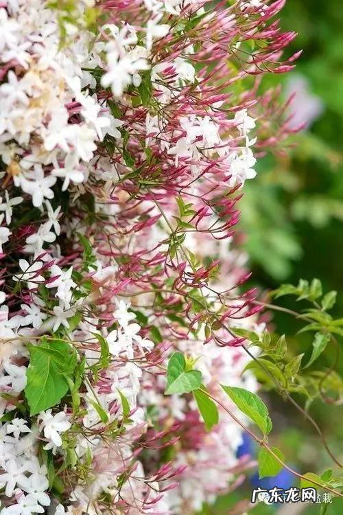 灰莉是风水植物 灰莉能水培的植物