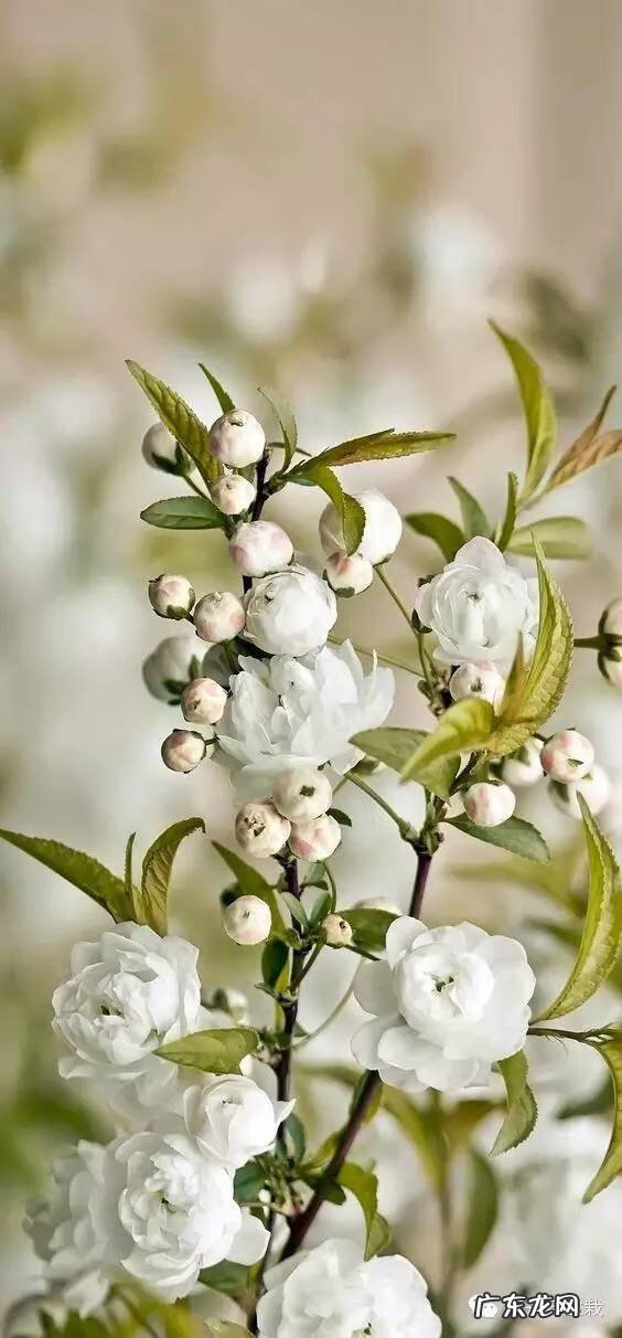 灰莉是风水植物 灰莉能水培的植物