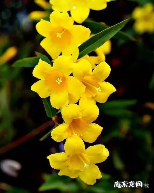 灰莉是风水植物 灰莉能水培的植物