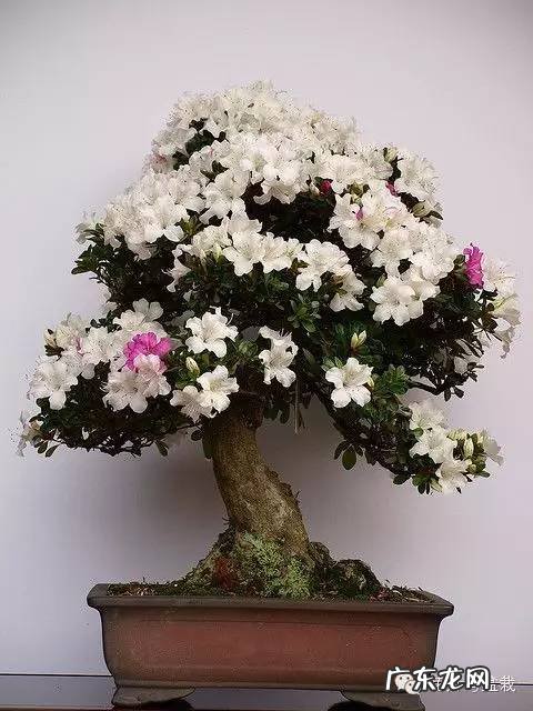 灰莉是风水植物 灰莉能水培的植物