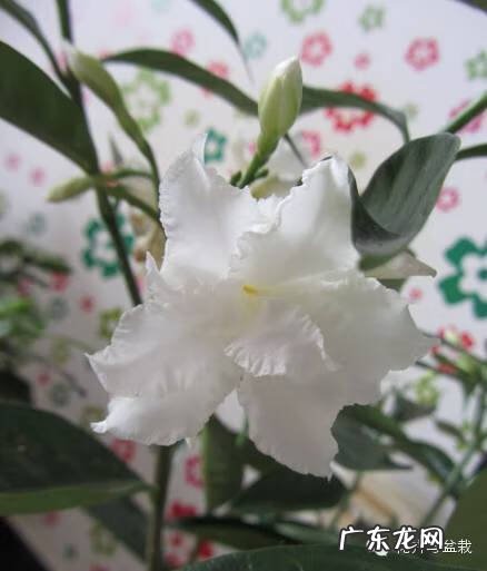 灰莉是风水植物 灰莉能水培的植物