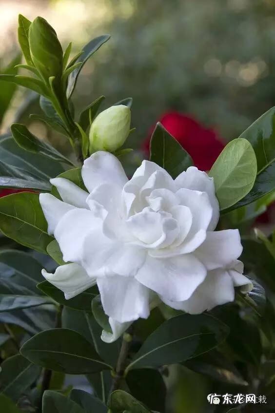 灰莉是风水植物 灰莉能水培的植物