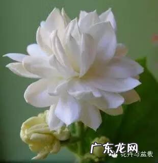 灰莉是风水植物 灰莉能水培的植物