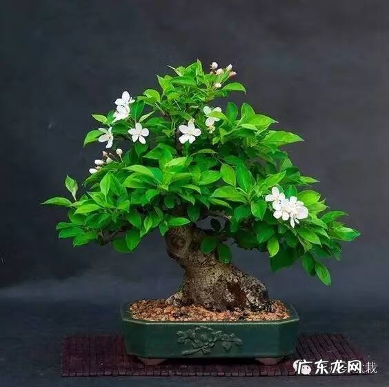 灰莉是风水植物 灰莉能水培的植物