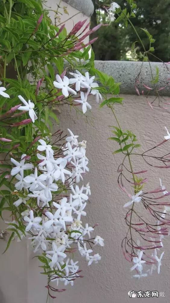 灰莉是风水植物 灰莉能水培的植物