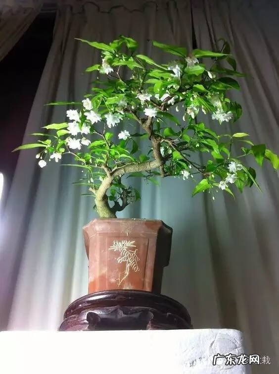 灰莉是风水植物 灰莉能水培的植物