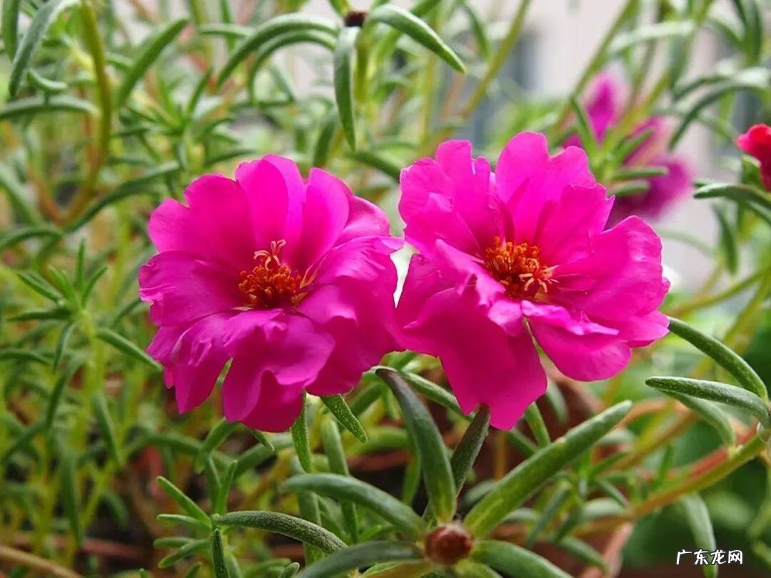 金色代表着哪些寓意 金色在风水代表什么