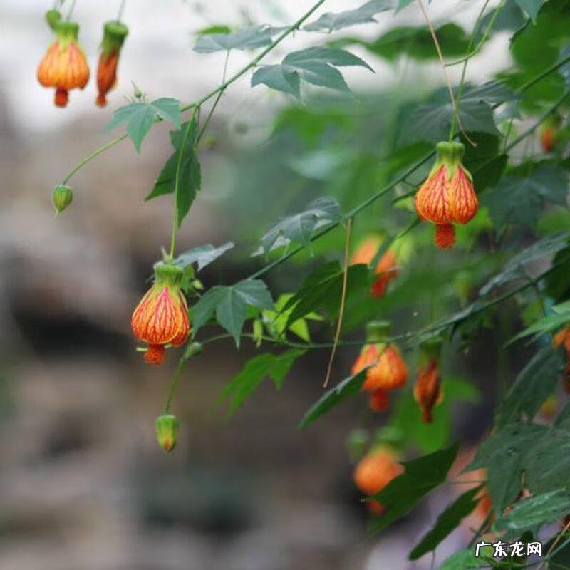 金色代表着哪些寓意 金色在风水代表什么