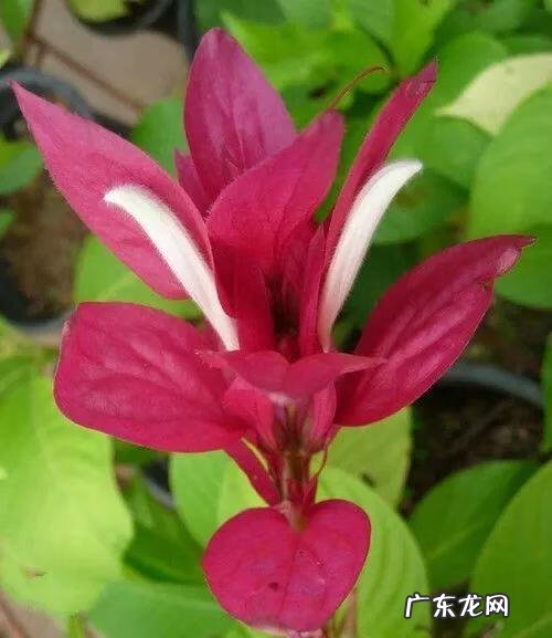 金色代表着哪些寓意 金色在风水代表什么