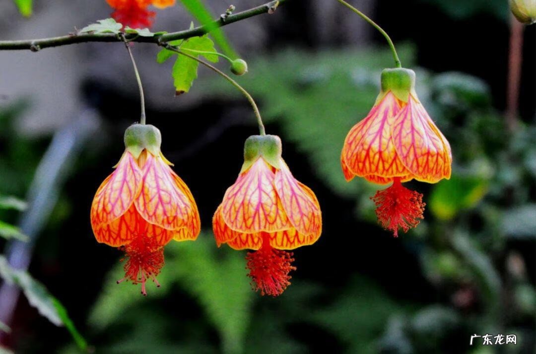 金色代表着哪些寓意 金色在风水代表什么