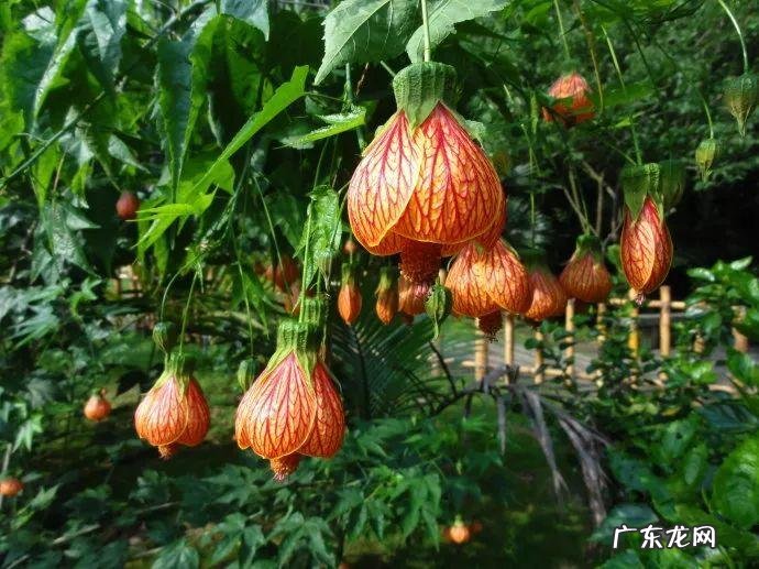 金色代表着哪些寓意 金色在风水代表什么