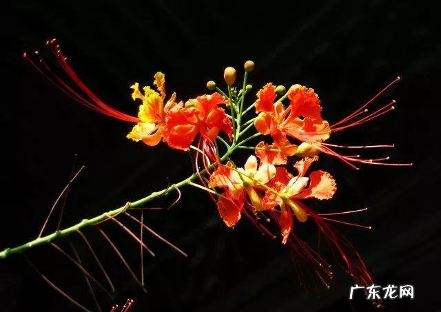 金色代表着哪些寓意 金色在风水代表什么