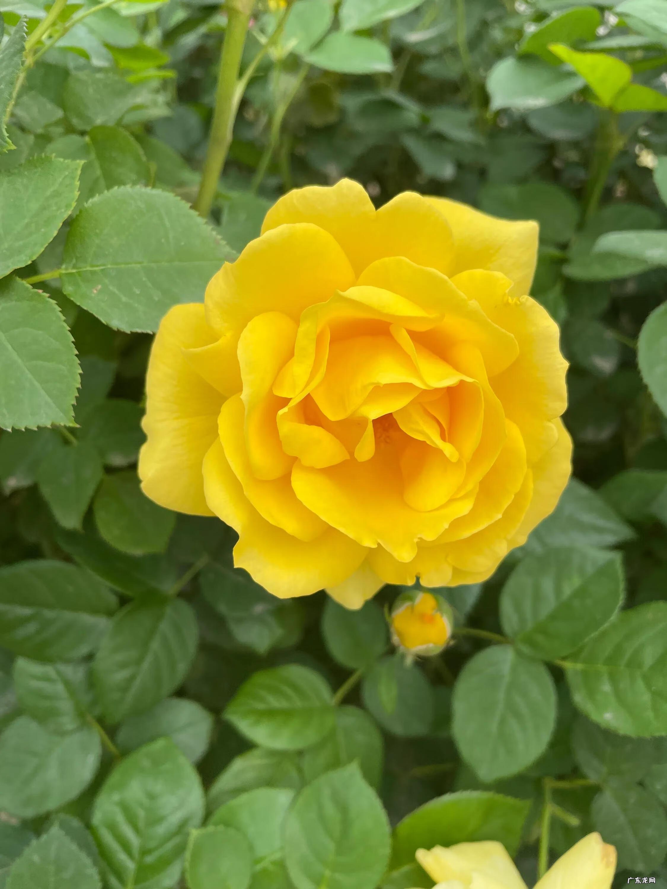 风水上东西比南北长好么 东西是长还是南北是长