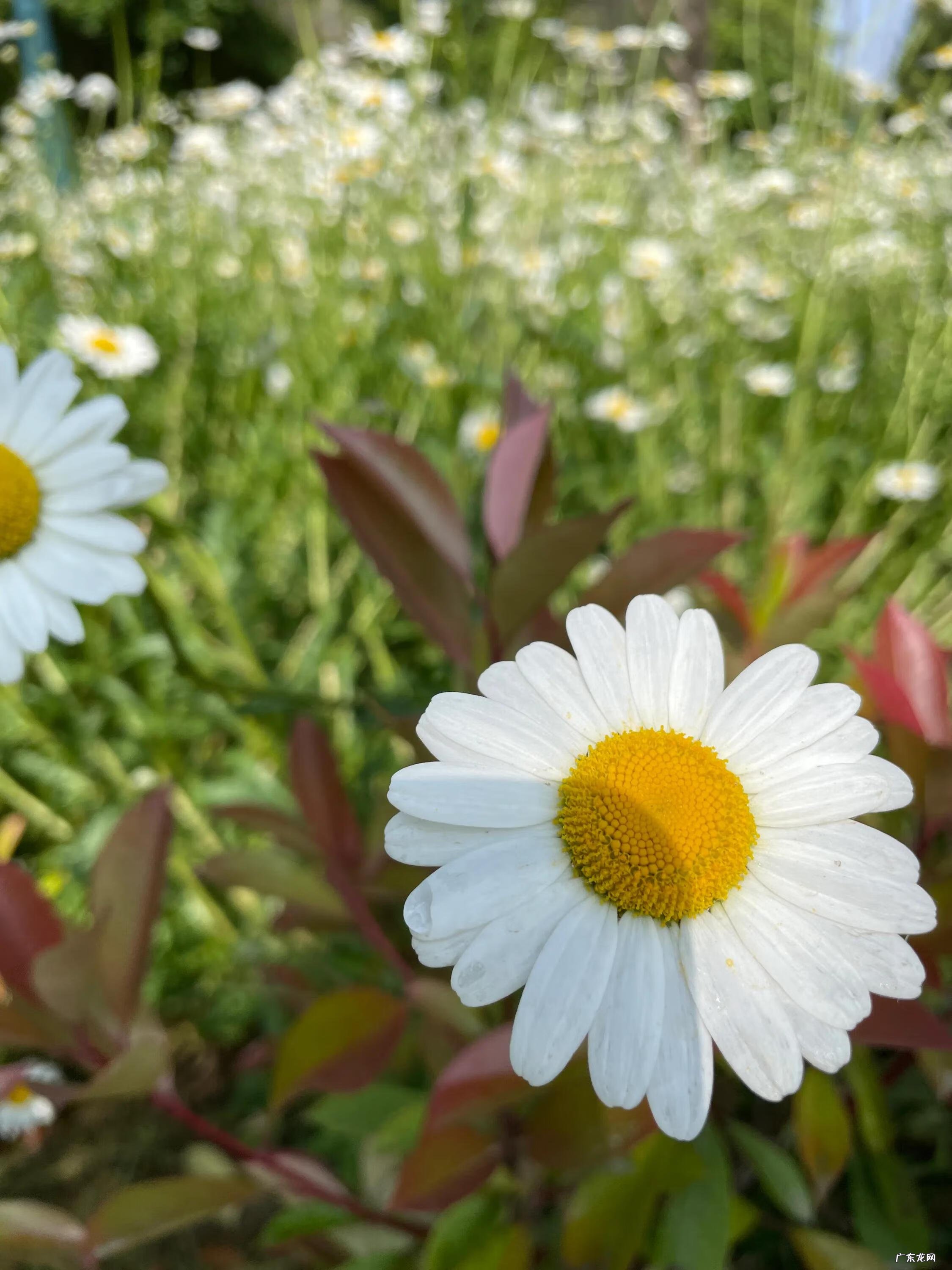 风水上东西比南北长好么 东西是长还是南北是长