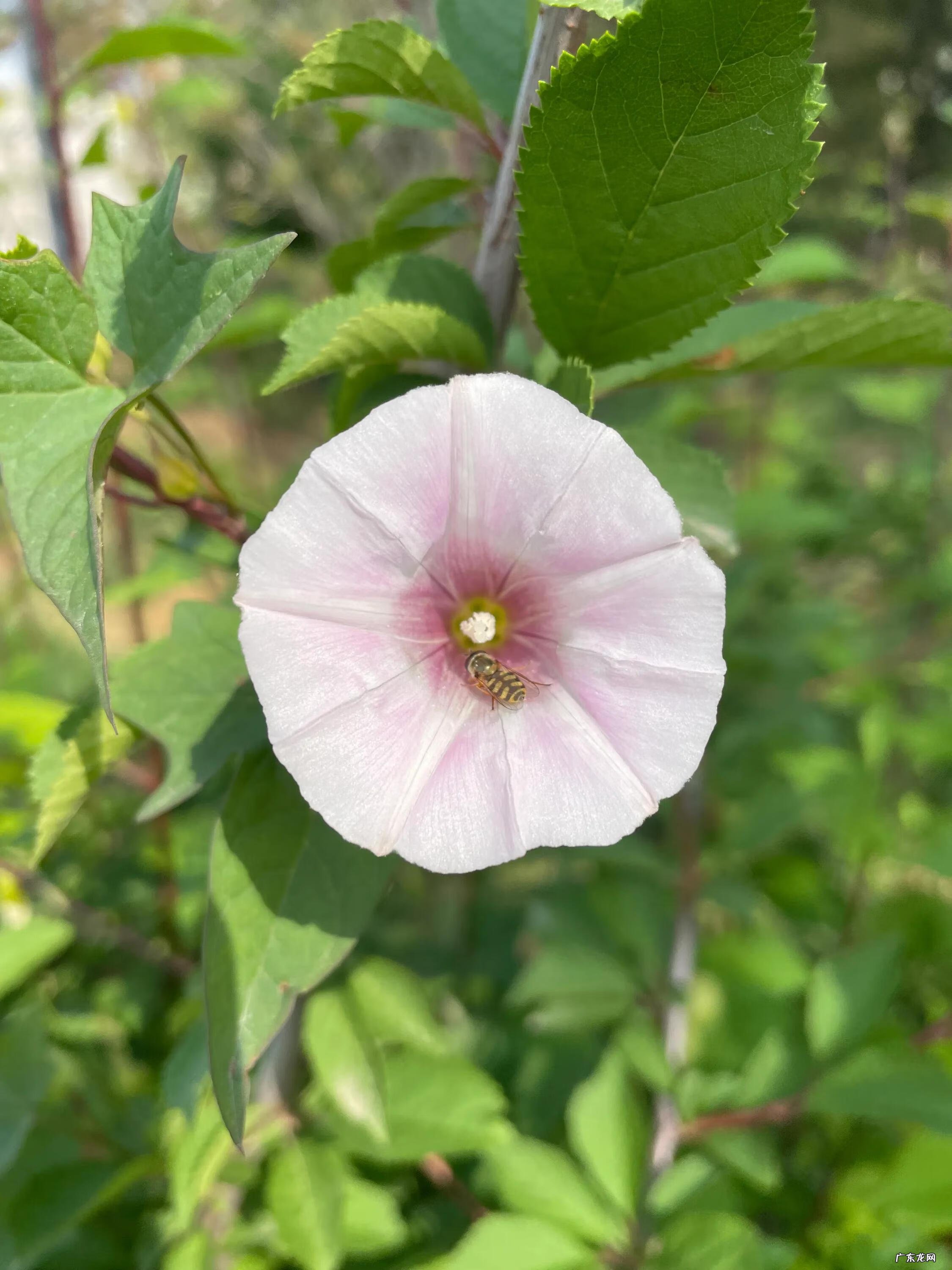 风水上东西比南北长好么 东西是长还是南北是长