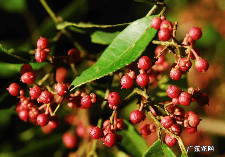 花椒的功效与作用与主治 花椒的功效与作用点用