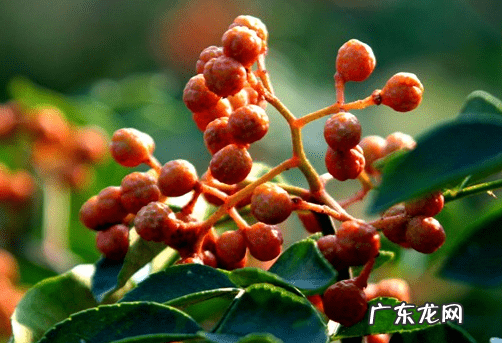 花椒的功效与作用与主治 花椒的功效与作用点用