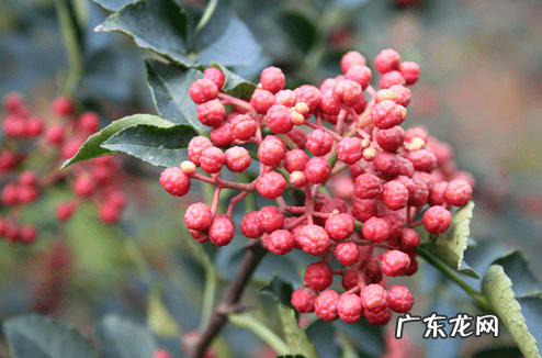 花椒的功效与作用与主治 花椒的功效与作用点用