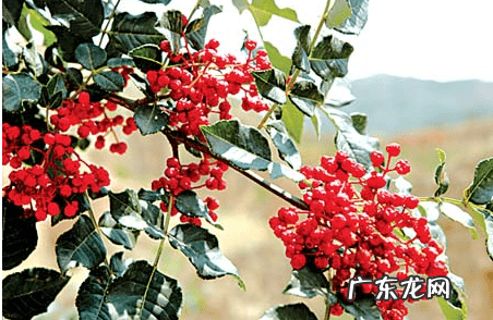 花椒的功效与作用与主治 花椒的功效与作用点用