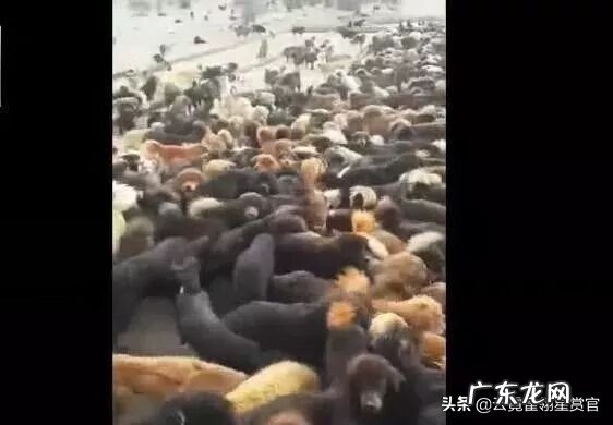 关于风水的说法 风水学藏獒的说法