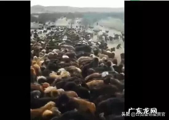 关于风水的说法 风水学藏獒的说法