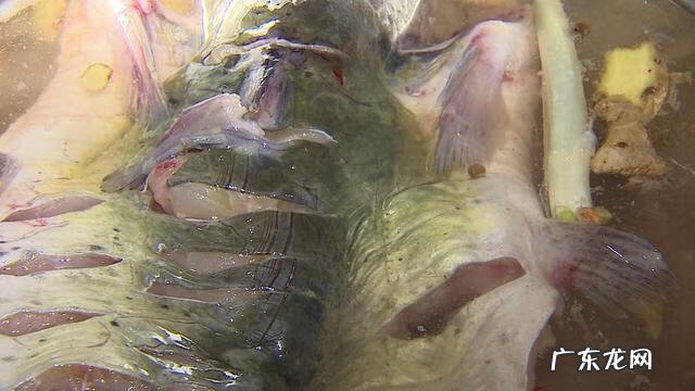 气泡鱼有毒吗 气泡鱼是什么鱼