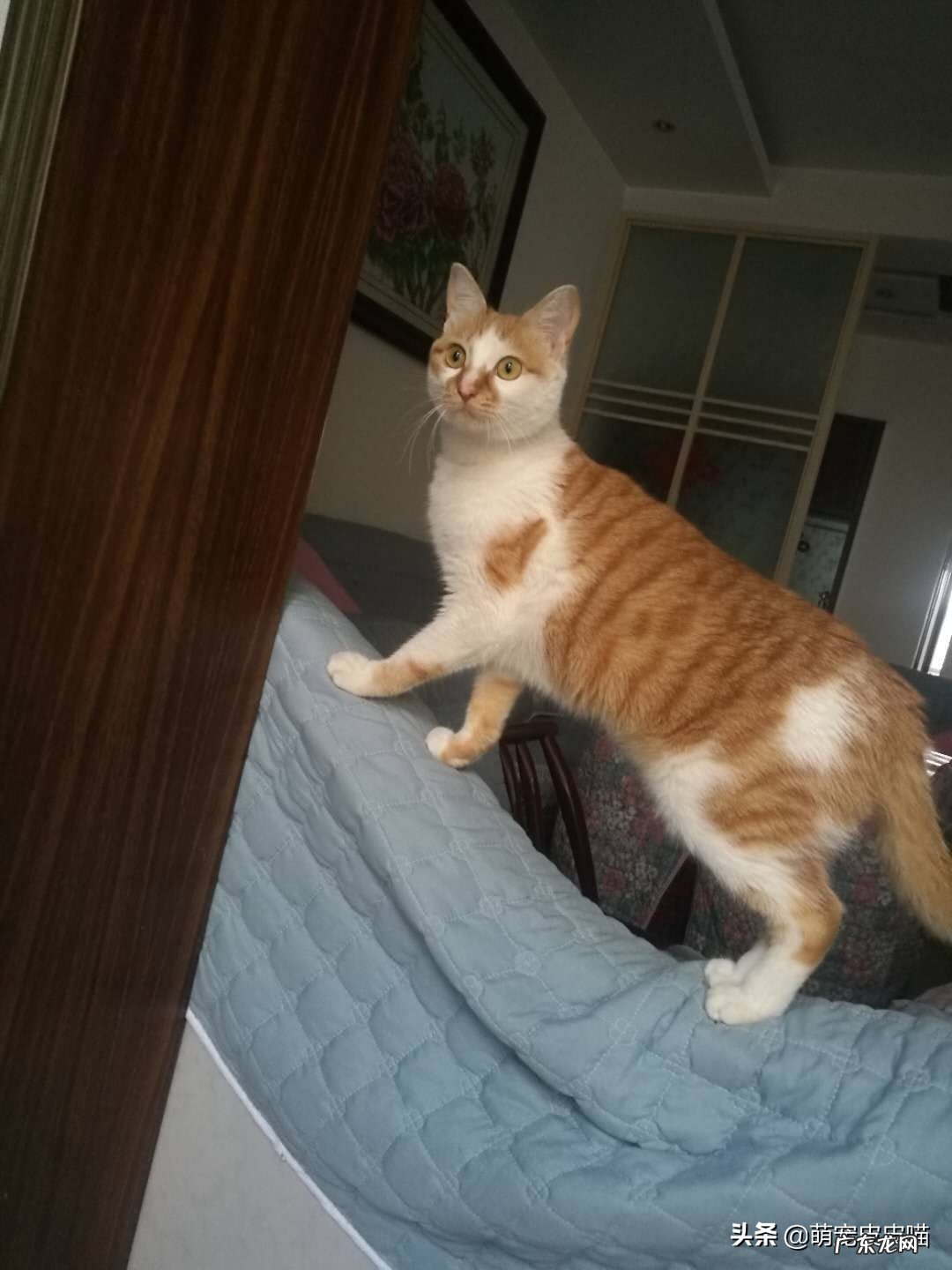 有什么价格比较亲民、性格温顺的宠物猫?