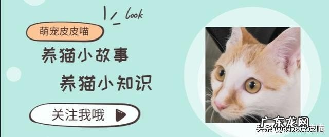 有什么价格比较亲民、性格温顺的宠物猫?