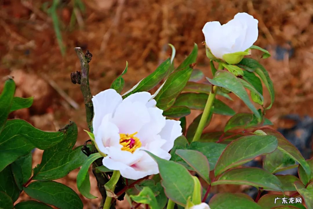 属虎的女人好相处吗?