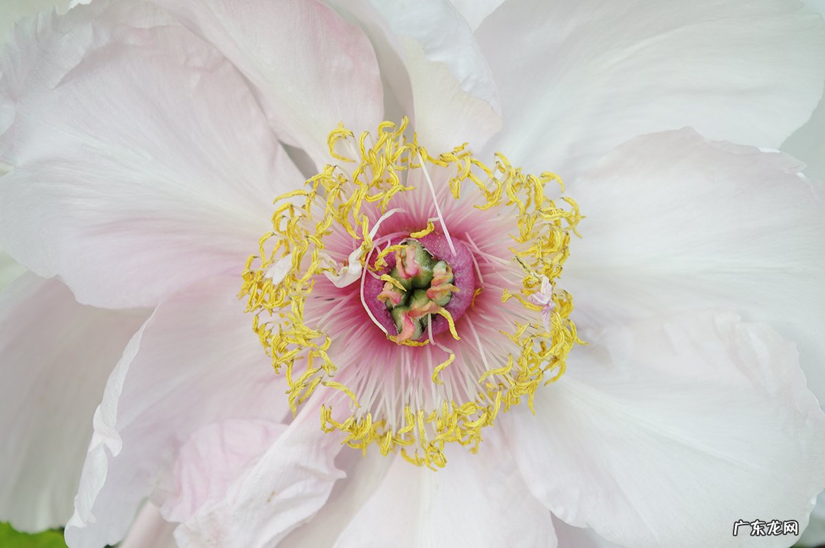 属虎的女人好相处吗?