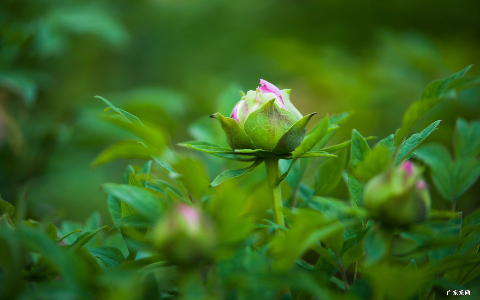 属虎的女人好相处吗?