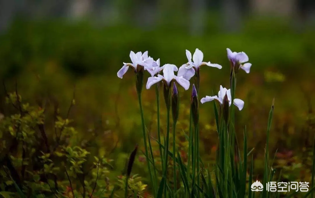 怎样拍好野兰花?