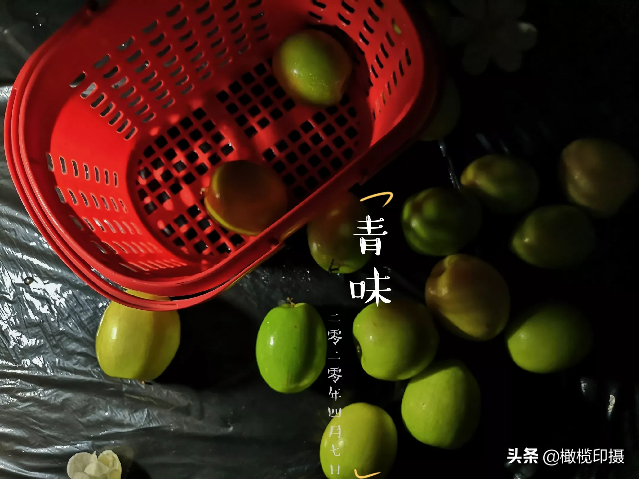 怎样拍好野兰花?