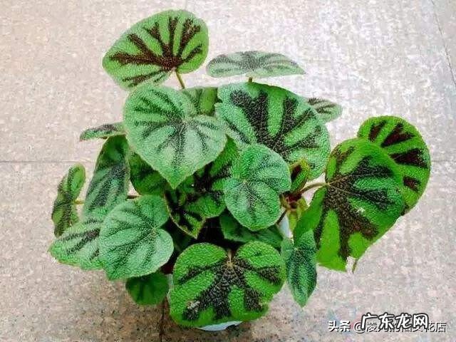 会议室适合放什么盆栽 会议室一般摆什么盆景