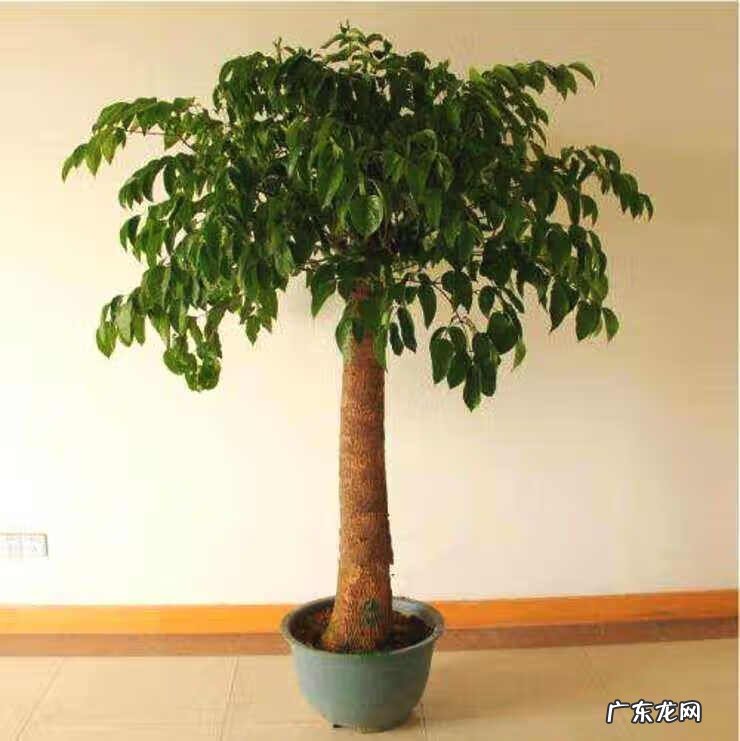 虎皮兰6月开花不是好兆头 虎皮兰开花好不好预兆什么