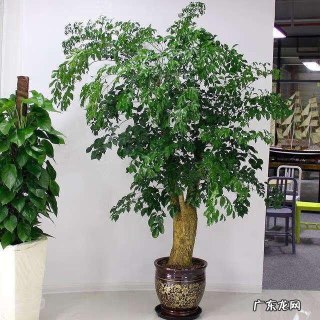 虎皮兰6月开花不是好兆头 虎皮兰开花好不好预兆什么