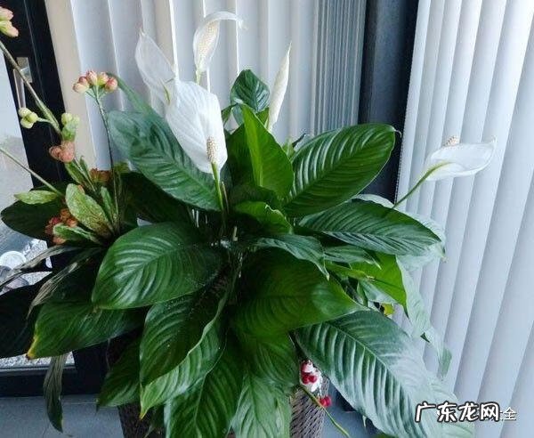 室内爬墙植物 室内养爬墙植物破坏风水吗